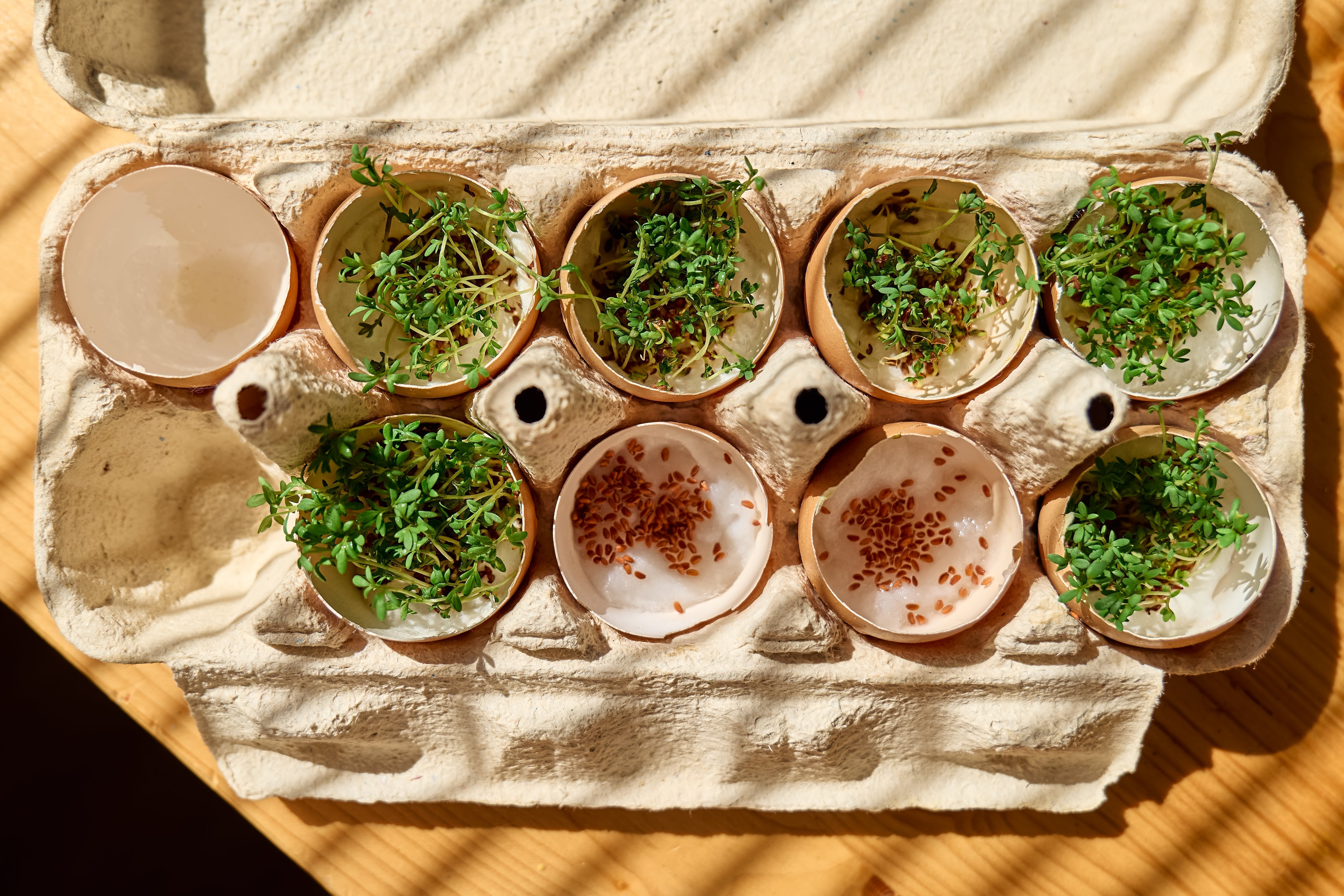 Eggshell “Starter Pots” for Seedlings