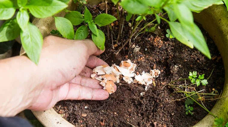 Use Eggshells for Plants